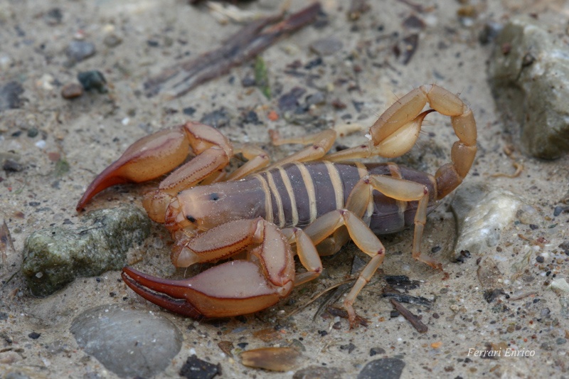 Euscorpius aquilejensis